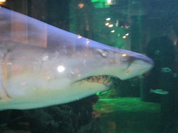 photo 781304