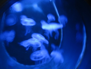 photo 782067