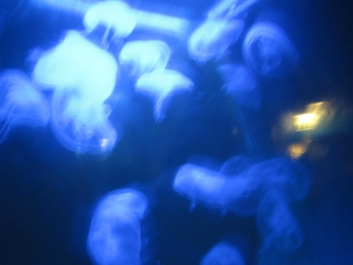 photo 782068