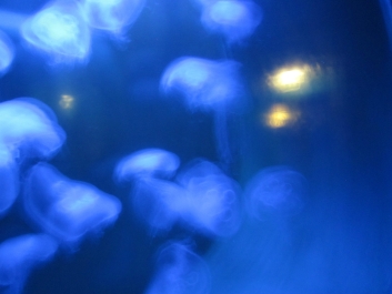 photo 782069