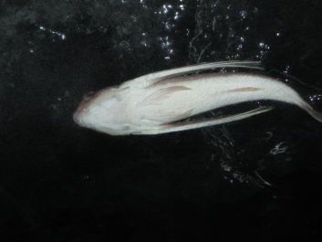 photo 782070