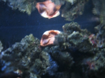photo 782073