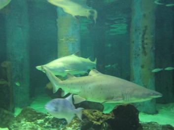 photo 782082