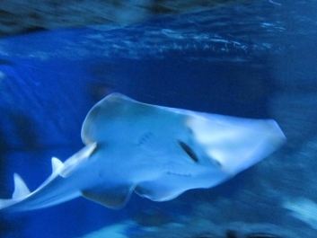 photo 782092