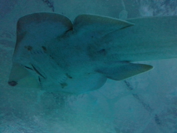 photo 1074256
