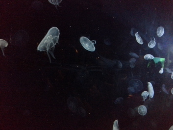 photo 1074262