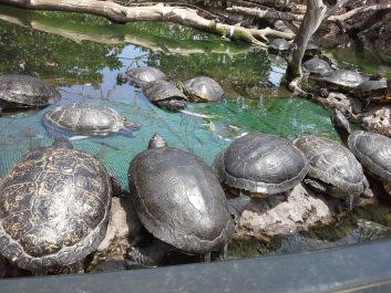 photo 1074291