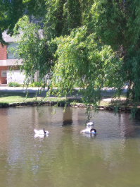 photo 1832973