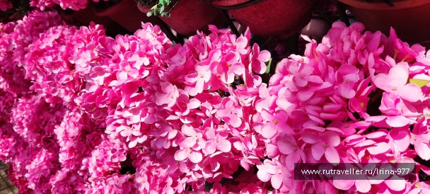photo 2157592