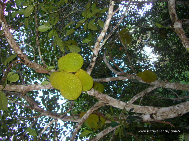 photo 209092
