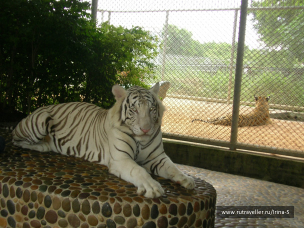 photo 209217