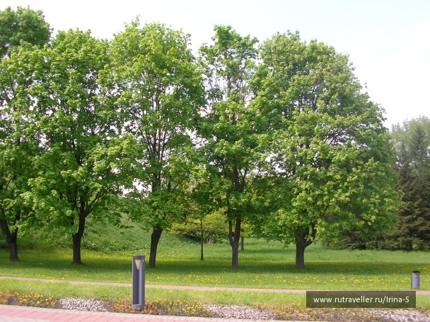 photo 209275