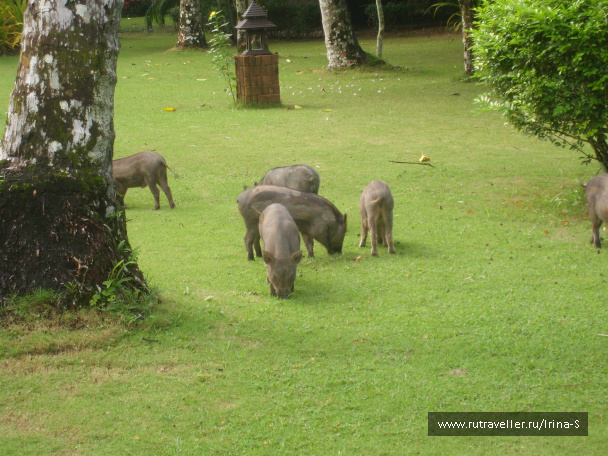 photo 209617