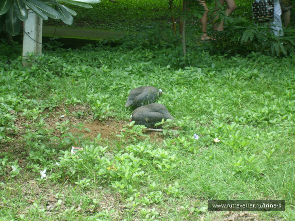 photo 209625