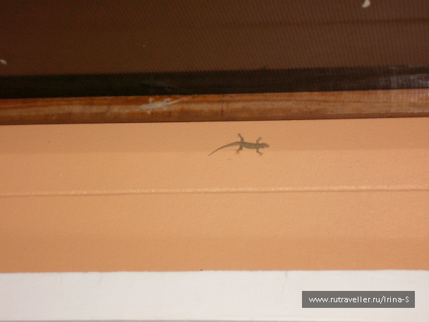 photo 209629