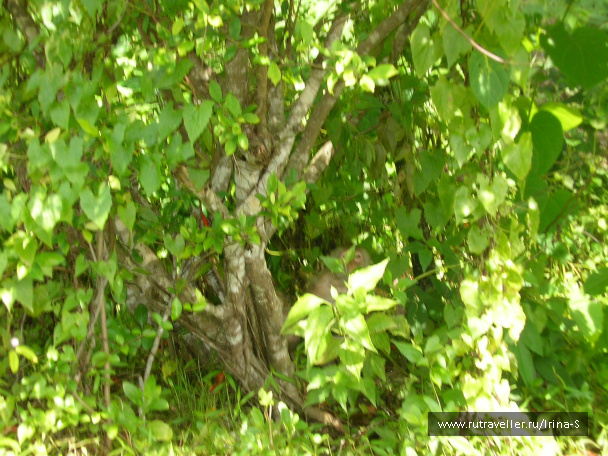 photo 209637