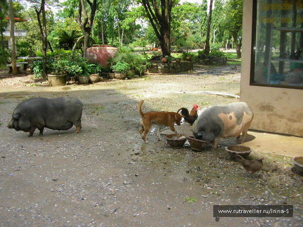 photo 209650
