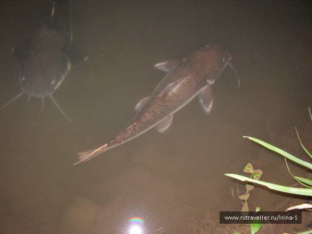 photo 209655