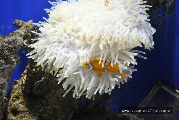 photo 234730