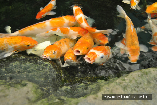 photo 234731