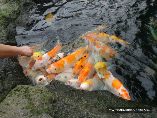 photo 999598