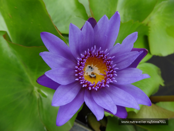photo 999635