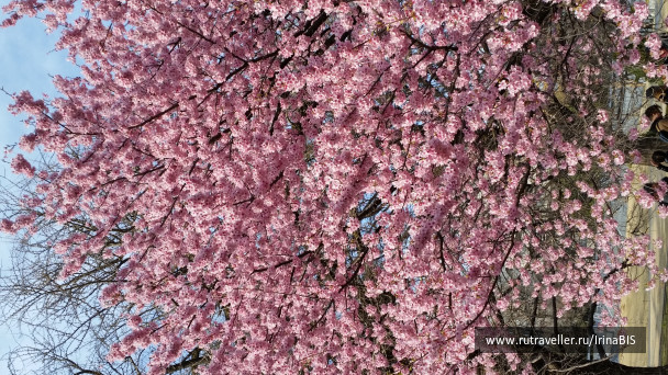 photo 1454787