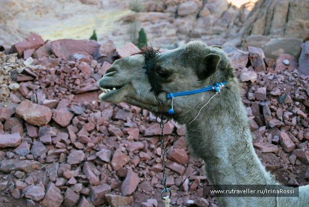 photo 948489