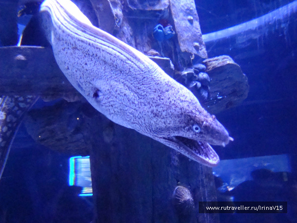 photo 1506793