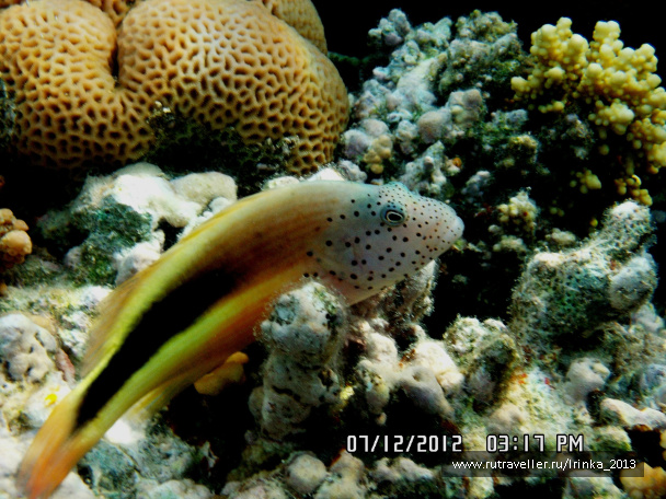 photo 331636