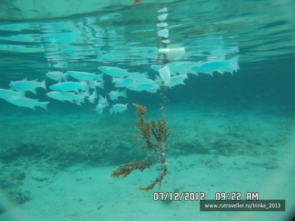 photo 331642