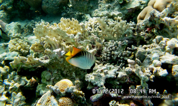 photo 331651