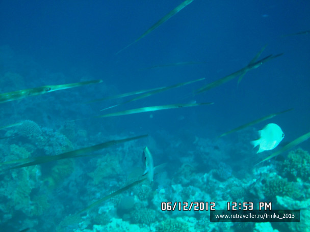photo 331655