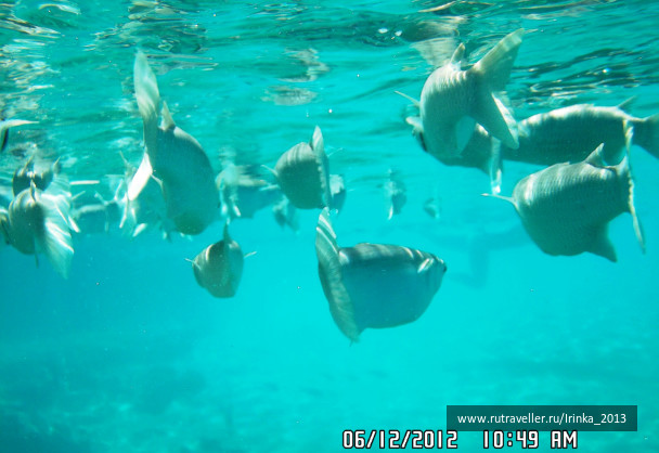 photo 331657