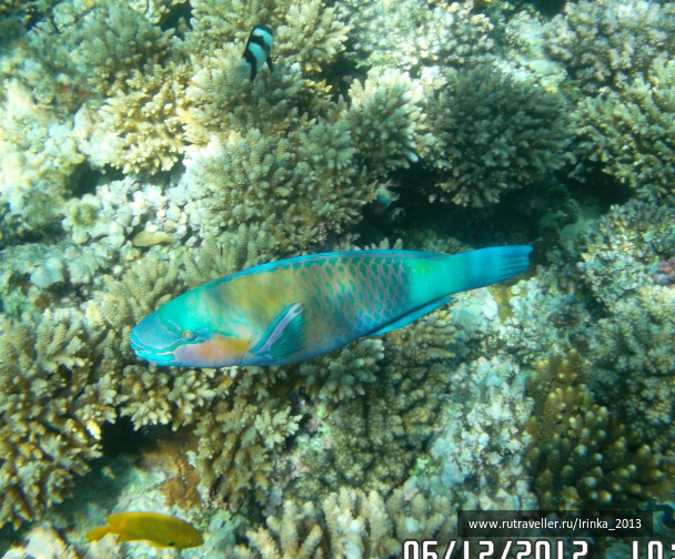 photo 331658