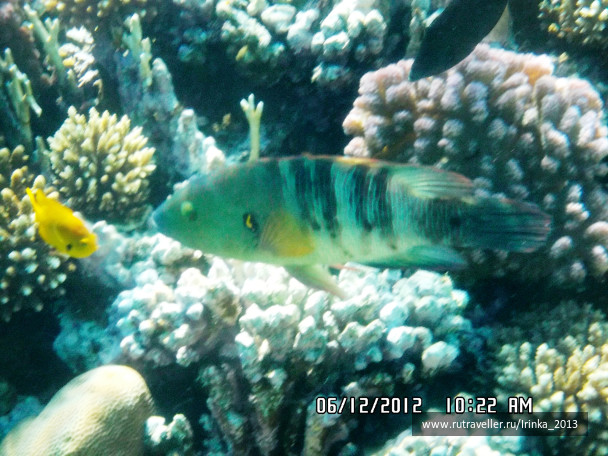 photo 331663