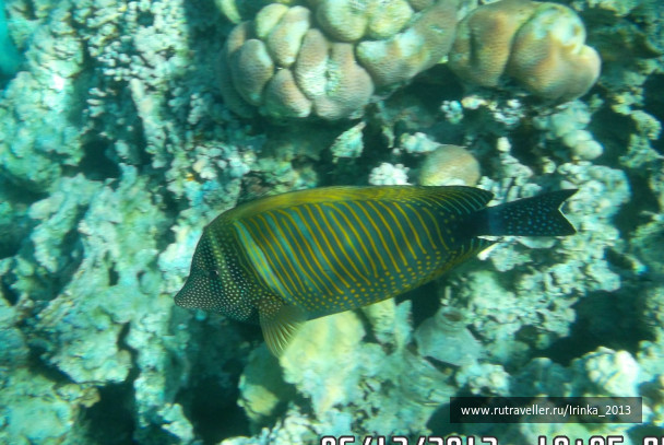 photo 331665