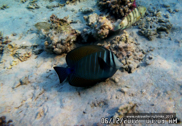 photo 331668