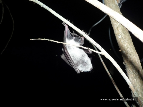 photo 963420