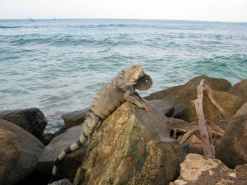 photo 453820