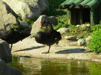 photo 400603