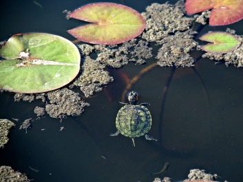 photo 881530