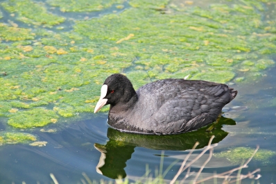 photo 929759