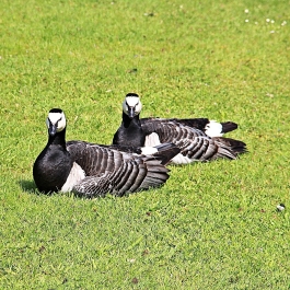 photo 933645