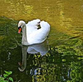 photo 935092