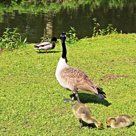 photo 936916