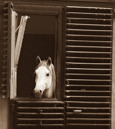 photo 943920