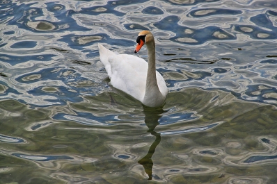 photo 968232