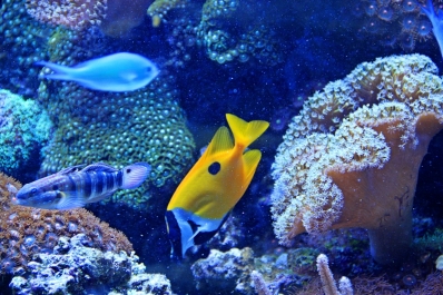 photo 1021917