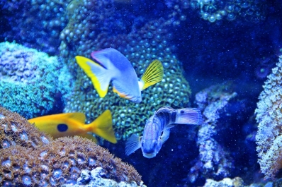 photo 1021918